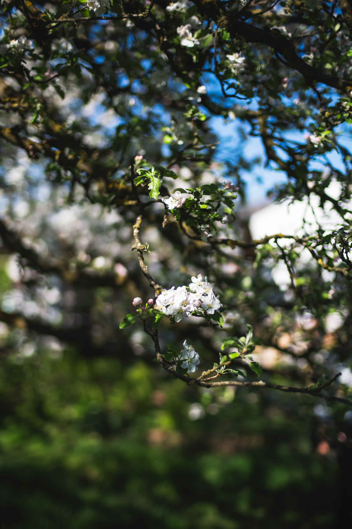 Apfelblüte im Waldgarten